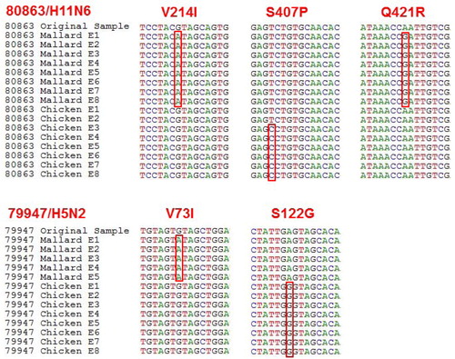 Fig. 1.  Parts of aligned sequences of the hemagglutinin gene where mutations were found giving rise to amino acid substitutions. Mallard=virus passaged in embryonated Mallard eggs. Chicken=virus passaged in ECEs. V214I: the codon GTA (valine) changed to ATA (isoleucine) in Mallard E1–8. S407P: the codon TCT (serine) changed to CCT (proline) in chicken E3–8. Q421R: the codon CAA (glutamine) changed to CGA (arginine) in Mallard E1–8. V73I: the codon GTA (valine) changed to ATA (isoleucine) in Mallard E1–5 (virus was lost after E5). S122G: the codon AGT (serine) changed to GGT (glycine) in chicken E1–8.