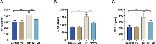 Figure 3 Vitamin D attenuates inflammation in Klebsiella pneumoniae-induced rats. (A–C) ELISA was performed to detect the levels of TNF-α (A), IL-1β (B), and MCP1 (C) in the bronchoalveolar lavage fluid of the Control, VD, KP, and KP+VD groups. **p < 0.01.