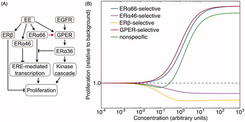 Figure 3. Coordinated receptor model for estrogen-initiated signaling in the human endometrium. (A) The interactions of the five ERs and the EGF receptor in the uterus (Figure 2) are displayed as a signaling map of estrogen-mediated proliferation. Each estrogen receptor or receptor isoform provides a unique contribution to the proposed network and either initiates or inhibits specific steps in receptor-mediated signaling cascades, ultimately resulting in either activation or suppression of proliferation. The arrow from ERα66 to GPER denotes a hypothetical interaction that has been suggested by multiple publications but yet to be definitively demonstrated. (B) Implementation of a mathematical description of the model structure depicted in A. To demonstrate the potential impact of the interactions between receptors, we implemented the directional signaling into a mathematical model (see Supplemental materials). Model parameters representing activation of individual receptors were varied to simulate selective modulation (affinity) by ligands. Depending on the relative affinity of chemicals for the various receptors, the shape of the dose–response curve may vary significantly resulting in proliferation, inhibition, or non-monotonic dose–response.