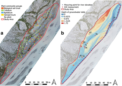 Figure 3. (a) Distribution of plant community groups in the study area on an orthoimage (derived from UAV; see Appendix III). (b) Depth of groundwater level, modeled from a DMS (Digital Surface Model); the groundwater level measured in eight pits (red dots, number of the corresponding plant inventory); and the level of the river (see Appendix IV).