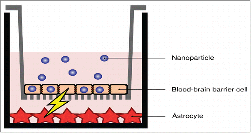 Figure 4. Indirect effects due to nanoparticle uptake in an in vitro blood-brain barrier. Despite the nanoparticles not being transported across the barrier (at least not to a significant degree), signaling takes place between the blood-brain barrier cells and astrocytic cells grown below them. Image adapted from ref. Citation86.