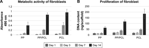 Figure 4 Metabolic activity and proliferation of the seeded fibroblasts on days 1, 3, 7, and 14.Notes: (A) Metabolic activity of fibroblasts determined using MTS assay. (B) Proliferation of fibroblasts determined using PicoGreen® assay. Statistical significance was set at p<0.05.Abbreviations: PCL, poly-ε-caprolactone; PP, polypropylene mesh; PP/PCL, composite scaffold composed of polypropylene mesh and poly-ε-caprolactone nanofibers.