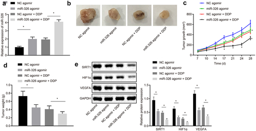 Figure 8. Overexpression of miR-326 represses chemotherapy resistance of NSCLC cells in vivo. A, Measurement of miR-326 expression by RT-qPCR. B, Representative images of tumors. C,Tumor growth curve of mice. D, Tumor weight of mice. E, Analysis of SIRT1, HIF1α and VEGFA expression by Western blot analysis. The experiment was independently repeated three times. * p < 0.05 vs. mice injected with NC agomir, mice injected with NC agomir and DDP, mice injected with NC agomir, mice injected with NC agomir.