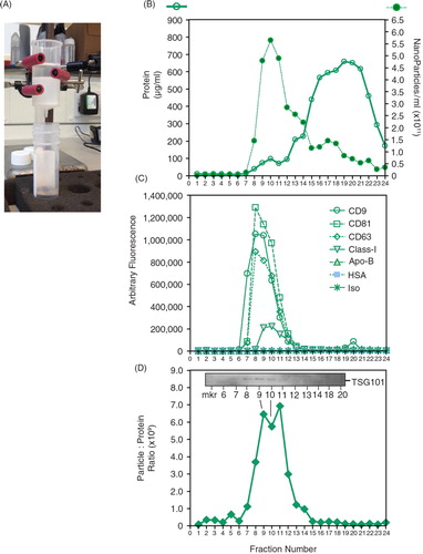Fig. 1.  Characterizing a column-based separation of vesicles in cell culture–derived medium. (A) A commercially obtained chromatography column (Cell Guidance Systems, Cambridge, UK) was loaded with 1 ml pre-cleared cell-conditioned medium, and washed with PBS. (B) A total of 24 fractions of 500 µl were collected. An aliquot of 5 µl was used to determine nanoparticle concentration (by NanoSight™), and 20 µl was used for the microBCA protein assay. (C) Equal volumes (50 µl) from each fraction were also immobilized onto high-protein-binding ELISA plates overnight, and after blocking they were stained with antibodies against CD9, CD81, CD63, MHC Class-I, Apo-B, HSA or an isotype control, as depicted. (D) From the protein and NanoSight™ data, the particle-to-protein ratio was calculated. (D, inset) The Western blot panel (inset) was performed using 15 µl of selected fractions and shows weak but visible bands for TSG101.