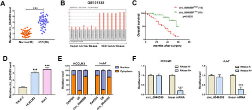 Figure 1 The expression of circ_0046599 was increased in HCC. (A) QRT-PCR results showed that circ_0046599 was upregulated in HCC tissues (HCC) compared with adjacent normal tissues (Normal). (B) GSE97332 database analyzed that circ_0046599 was highly expressed in HCC tumor tissues compared to hepar normal tissues. (C) Kaplan-Meier analysis suggested that the overall survival of HCC patients was associated with circ_0046599 expression. (D) QRT-PCR results indicated that circ_0046599 expression was elevated in HCC cell lines (HCCLM3 and Huh7) compared to THLE-2 cells. (E) Subcellular fractionation location assay showed that circ_0046599 was mainly distributed in the cytoplasm of HCCLM3 and Huh7 cells. (F) RNase R digestion assay revealed that circ_0046599 was resistant to the digestion of RNase R in HCCLM3 and Huh cells. ***P < 0.001.