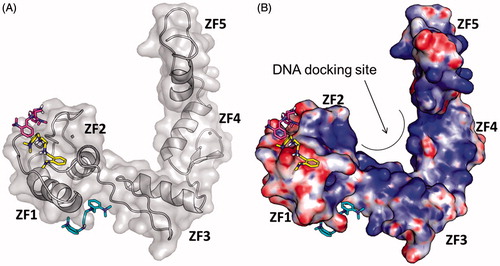 Figure 5. Predicted binding mode of GANT61-D in its three different protonation states: neutral (cyan sticks), mono-protonated (magenta sticks) and di-protonated (yellow sticks). The Gli1ZF crystallographic structure is showed as (A) cartoon and grey transparent surface and (B) surface coloured according to the electrostatic potential calculated by APBS. Red = negatively charged surface; blue = positively charged surface. The positively charged DNA docking site on Gli1ZF is highlighted.