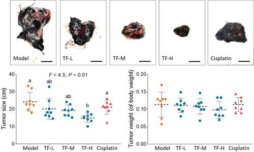 Figure 7 B16F10 tumor size and weight in mice with TF treatments (n = 8). Data (mean ± SD) with different lowercase letters (a and b) indicate significant difference between each other [Fisher’s least significant difference (LSD), P < 0.05], and the values decrease with the order from a to b. Scale bar = 1 cm.