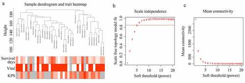 Figure 1. Structuring WGCNA. (a) Sample tree clustering and clinical traits (Survival days; vital: white = alive, red = dead, gray = missing value; KPS) heat map of 38 GBM tissues in older adults. (b) Scale independence of various soft-threshold values. (c) Mean connectivity of various soft-threshold values