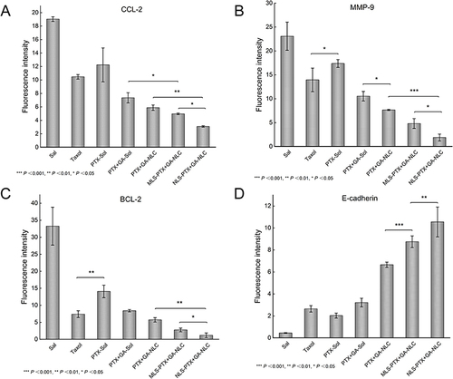 Figure 8 (A–D) The fluorescence intensity of Immunohistochemical staining of CCL-2 of lung and immunofluorescence staining of MMP-9, BCL-2 and E-cadherin of the tumor tissues.***p < 0.001, **p < 0.01, *p < 0.05, results were expressed as mean ± SD, n = 6.