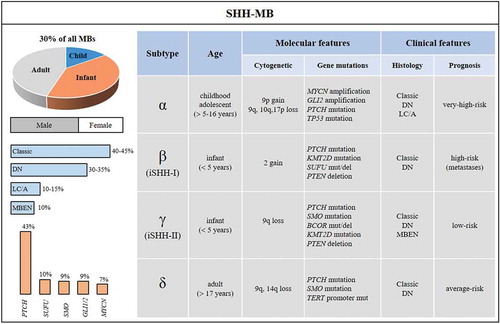 Figure 2. Demographic, molecular and clinical features of SHH-MB and its four subtypes. SHH-MB accounts for 30% of MBs, has a 5-years survival rate of 75%, and occurs predominantly in male. Most SHH-MB patients are adult or infant. Values for histology variants (blue bars) and main gene alterations (orange bars) in SHH-MB are reported