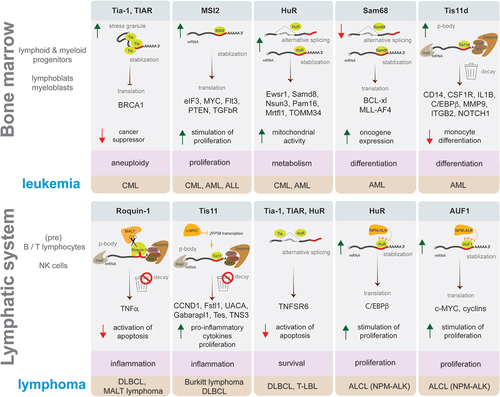 Figure 4. Examples of ARE-binding proteins role in leukaemia and lymphoma development. Schematic representation in each box presents an example of ARE-BP activity discussed in this review that affects a process supporting malignancy (highlighted in pink), which plays a role in the development of leukaemia (upper panel) or lymphoma (lower panel) subtype (highlighted in brown). ARE-BPs change the level of proteins causing stimulation (green arrow up) or inhibition (red arrow down) of cellular processes, by modulating RNA processing like alternative splicing, stabilization, decay, translation, and formation of stress granules or p-bodies. Key to symbols: mRNA decay (trash can), ARE-BP (green), oncogene (dark yellow), CCR4-NOT deadenylase complex with exosome (brown), Dcp2 decapping enzyme (grey), AU-rich element (red line), mRNA 5’ cap (grey dot).