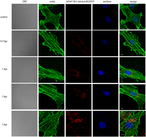 Figure 8. Colocalization between actin and vacuoles bearing RGNNV. GS cells were infected with AF647-B11-labelled RGNNV (red) at 28 °C for 0.5, 1, 3, 5 h, fixed, and incubated with Alexa Fluor 488 phalloidin (green) for 30 min to indicate actin. Scale bar = 5 μm.