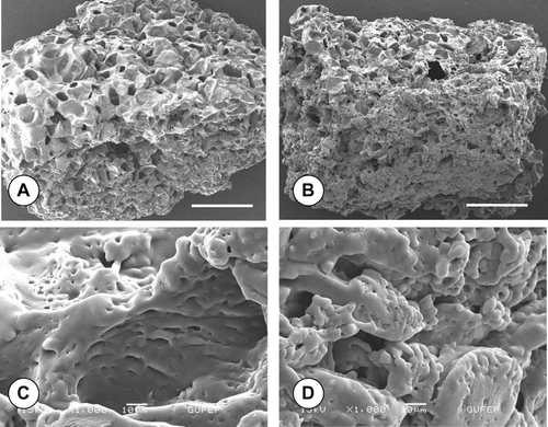 Figure 2 Representative SEM images of the macroporous PLGA sponges seeded with rat articular chondrocytes retrieved from (A) static, (B) bioreactor cultures after 28 days with TGF-β 1-induction. Infiltration of chondrocytes into sponge pores (C) and outer surface (D) can be visualized in high magnification images of B. Note the decreasing sponge pore size in bioreactor culture (B) compared to the static culture (A). Scale bars, A and B: 100 μ m; C and D: 10 μ m.