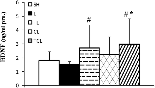 Figure 1.  The brain-derived neurotrophic factor concentration in hippocampus in rats chronically exposed to lead acetate. Values are means ± SD. SH, (Sham); L, (Lead); TL, (Training + Lead); CL, (Curcumin + Lead); TCL, (Training + Curcumin + Lead) groups. Statistical significance p < 0.05: *Significant than sham group, #Significant than lead group.