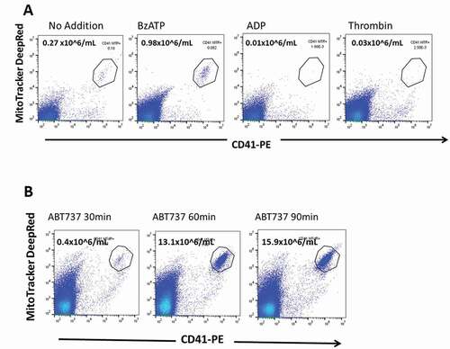 Figure 3. Early stage apoptotic platelets are produced by BzATP and by ABT737 but not by thrombin or by ADP. (a) Gel-filtered platelets were incubated with BzATP (0.5 mM) or with agonists thrombin (1.0 U/mL) or ADP (10 μM). Flow analysis of the cell-free supernate showed thatBzATP released MitoTracker+CD41+ ESAPs, which were not seen after ADP or thrombin incubations. Enumeration of ESAPs is shown above the polygon . (b) Incubation of platelets with ABT737 (1 μM) generates substantial production of MitoTracker + CD41+ ESAPs over 30–90 min incubation.