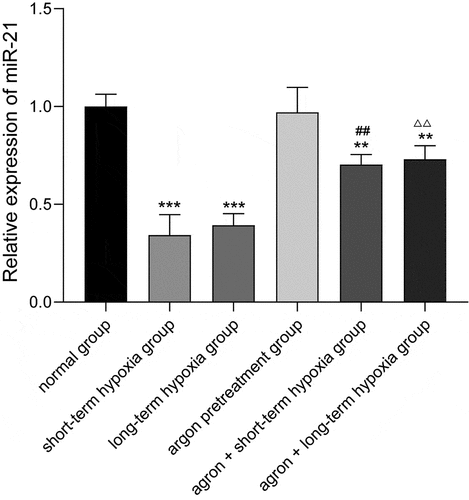 Figure 3. Effect of argon on miR-21 expression in OGD-induced cells. **P < 0.01, ***P < 0.001 vs. normal group; ##P < 0.01 vs. short-term hypoxia group; ΔΔP < 0.01 vs. long-term hypoxia group