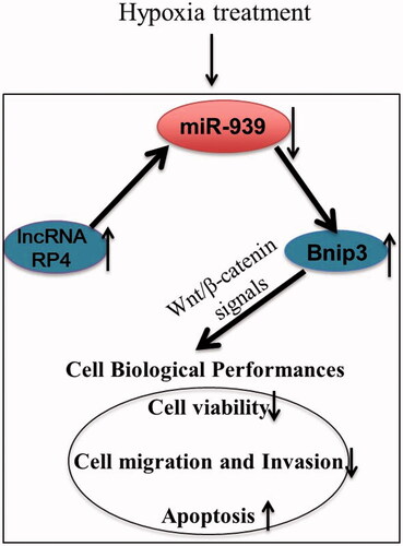 Figure 6. The regulatory mechanism of lncRNA RP4 in hypoxia induced injury in H9c2 cells.