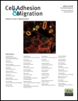 Cover image for Cell Adhesion & Migration, Volume 8, Issue 4, 2014