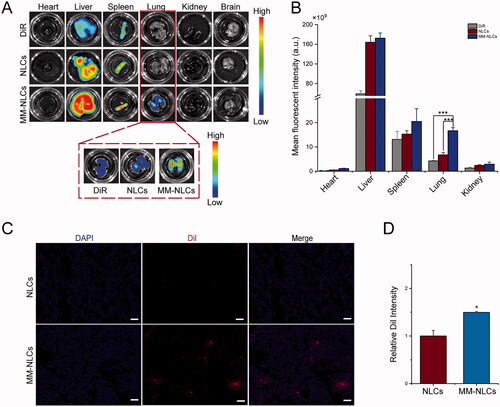 Figure 5. In vivo targeting evaluation. (A) Representative ex vivo fluorescence images and (B) quantitative data of DiR fluorescent signals accumulated in lung at 24 h (n = 3, mean ± SD, ***p < .001). (C) CLSM images of accumulated MM-NLCs in lung at 12 h (scale bar = 50 μm). (D) ImageJ was utilized to quantify the distribution of NLCs and MM-NLCs in lung (n = 3, mean ± SD, *p < .05).