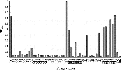 Figure 2.  Phage-ELISA of phage clones selected randomly from each round of panning. A1–A15: phage clones picked from the first round of panning; B1–B15: phage clones picked from the second round of panning; C1–C15: phage clones picked from the third round of panning; PC: positive control; NC: negative control; BK: blank.