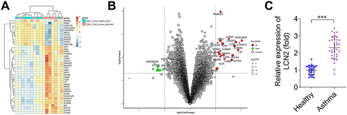 Figure 1 Lipocalin 2 (LCN2) is highly expressed in patients with asthma. (A) Differentially expressed genes predicted via the analysis of dataset GSE31773 are presented in the heatmap. Blue: low expression; red: high expression. (B) Differentially expressed genes predicted via the analysis of dataset GSE31773 are presented in the bubble diagram. Green: downregulated genes; red: upregulated genes. (C) LCN2 levels in the peripheral blood samples of children with asthma (n=33) and healthy controls (n=33). Data were analyzed using Student’s t-test. ***P<0.001.