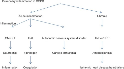 Figure 1 Lung inflammation in chronic obstructive pulmonary disease may contribute to the appearance of cardiovascular events.