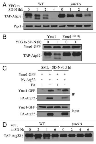 Figure 3. Yme1 mediates Atg32 processing. (A) Cells expressing GAL1 promoter-driven TAP-Atg32 in wild-type (WT; KWY100) and yme1∆ (KWY118) strains were cultured as in Figure 1A. TAP-Atg32 was monitored by immunoblotting with an antibody that binds to PA. Pgk1 was monitored by immunoblotting with anti-Pgk1 antibody as a loading control. (B) Cells expressing GAL1 promoter-driven TAP-Atg32 and Yme1-GFP (KWY134) or Yme1E541Q-GFP (KWY141) were cultured as in Figure 1A. TAP-Atg32 was monitored by immunoblotting with anti-Atg32 antiserum. Yme1-GFP was monitored by immunobloting with anti-YFP antibody. (C) A strain expressing Yme1-GFP (KWY133) was transformed with a plasmid expressing protein A only, or PA-Atg32 under the control of the CUP1 promoter, and cultured in SML medium to mid-log phase or starved in SD-N for 0.5 h. IgG-Sepharose was used to precipitate PA-Atg32 from cell lysates. The bottom two panels show the immunoblot of total cell lysates (input) and the upper two panels show the IgG precipitates (IP), which were probed with anti-YFP antibody and an antibody that recognizes PA. (D) Cells expressing endogenous promoter-driven TAP-Atg32 in WT (KWY139) and yme1∆ (KWY140) strains were cultured as in Figure 1C. TAP-Atg32 was monitored by immunoblotting with an antibody that recognizes protein A.