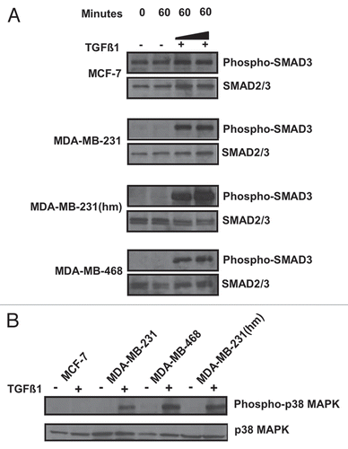 Figure 2 Effects of TGFβ-1 on phosphorylation of SMAD3 and p38 MAPK in various breast cancer cells. (A) Cells were stimulated with TGFβ1 (1 ng/ml or 5 ng/ml) for 60 minutes and subjected to western blot analysis to measure phospho SMAD3 levels using phospho SMAD3 antibody. Equal loading of the lanes was confirmed by stripping and re-probing the blots with total SMAD2/3 antibody. (B) Cells were cultured in the presence or absence of 5 ng/ml TGFβ1 for 60 minutes and p38 MAPK levels determined by probing with phospho p38 antibody. Equal protein loading was confirmed by stripping and re-probing the blots with total p38 MAPK antibody.
