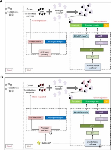 Figure 6 DLBS4847 inhibited prostate growth via downregulation of 5AR pathways. (A) Schematic of benign prostatic hyperplasia (BPH). (B) Schematic of DLBS4847 actions as BPH treatment.Abbreviation: DHT, dihydrotestosterone.