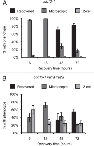 Figure 4 cdc13-1 ira1Δ ira2Δ has delayed recovery kinetics. α-factor arrested cultures were raised to 32° and released from the G1 arrest by micromanipulation onto 32° YPD agar. After three hours at 32°, plates were returned to 21° (T = 0 hours recovery). Colonies were scored at the indicated times and classified as visible to the naked eye (Recovered), microscopically visible with more than 2 cells (Microscopic) or as single large-budded cells (2-cell). Values are mean ± standard error of three assays. (A) cdc13-1, (B) cdc13-1 ira1Δ ira2Δ.