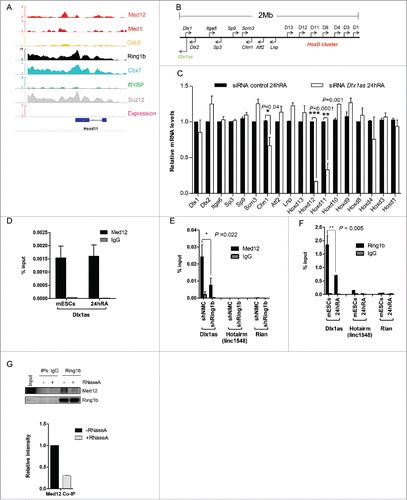 Figure 5. The Ring1b-Med12 target gene Hoxd11 is regulated by the ncRNA Dlx1as. (A) Med12 and Cbx7-PRC1 but not Cdk8, localize to Hoxd11 in mESCs. IGV Screenshot from RNAseq (mESCs) and ChIP-seq peaks illustrating the binding of Med12, Med1, Cdk8, Ring1b, Cbx7, RYBP and Suz12 at the Hoxd11 locus. (B) Illustration of the 2 Mb locus spanning the Dlx1as gene (green) and the HoxD cluster (red). The direction of transcription is indicated by the arrowheads. (C) The ncRNA Dlx1as regulates the expression of genes of the HoxD cluster in cis. mESCs were transfected with control siRNA or siRNA directed against Dlx1as and treated with RA. Twenty-four hours after RA administration the relative expression of genes in the 2 Mb locus were analyzed by qRT-PCR. Data are represented as a mean +/− SEM (n = 3). *** P-value<0.0001, ** P-value <0.01, * P-value < 0.02 as calculated by 2-tailed t test. (D) Med12 associates with Dlx1as in pluripotency and early differentiation. RIP experiments with Med12 antibodies and control IgGs from extracts of mESCs and differentiating cells (24h RA). The association of Dlx1as was analyzed in qRT-PCR experiments. Data are represented as a mean +/− SEM (n = 3). (E) Med12 associates with Dlx1as as a function of Ring1b. RIP experiments with Med12 antibodies and control IgGs using extracts from control and Ring1b knockdown mESCs. The association of Dlx1as, Hotairm (linc1548) and Rian was analyzed in qRT-PCR experiments. Data are represented as a mean +/− SEM (n = 3). The indicated P-value was calculated by F test to compare the differences. (F) Ring1b dissociates from Dlx1as upon differentiation. RIP experiments with Ring1b antibodies and control IgGs from extracts of mESCs and differentiating cells (24h RA). The association of the indicated ncRNAs Dlx1as, Hotairm and Rian was analyzed in qRT-PCR experiments. The figure represents an average of at least 3 independent experiments +/− SEM. The indicated P-value was calculated by F test to compare the differences. (G) The association of Ring1b and Med12 is RNA-mediated. Endogenous Ring1b IPs with nuclear extracts from wt mESCs. Precipitated material was subjected to RNaseA treatment prior to Western blotting and incubated with the indicated antibodies. Inputs represent 5% of the material used for the IPs. The relative intensity of Med12 Co-IP levels was calculated using the Ring1b levels as reference.