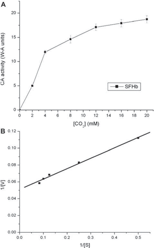 Figure 7. (A) Plot illustrating the Michaelis-Menten equation for SFHb. (B) Lineweaver-Burk plot for SFHb.