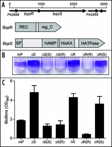 Figure 1 Null mutation of the BqsS-BqsR two-component system results in enhanced biofilm formation in P. aeruginosa strain mPAO1. (A) Genetic organization and domain structures of the sensor kinase BqsS and the response regulator BqsR. Gene orientation is indicated by arrow. Domain structure prediction was done using the SMART program (http://smart.emblheidelberg.de/). Symbol: REC, cheY-homologous receiver domain: reg_C: response regulator receiver domain; SP, signal peptide; HAMP, histidine kinases, adenylyl cyclases, methyl binding proteins, phosphatases domain; HisKA, phospho-acceptor domain; HATPase, histidine kinase-like ATPase domain. (B) Visualization of biofilm formation on the walls of the polystyrene tubes by crystal violet staining. (C) Quantification of biofilm formation. The data shown are the means of triplicates and the standard deviation (SD) is shown by error bar. The following bacterial strains were used in this experiment: mPAO1 (mP), the bqsS deletion mutant ΔbqsS (ΔS), the bqsR mutant ΔbqsR (ΔR), and the complemented strains ΔbqsS(bqsS) [ΔS(S)], ΔbqsS(bqsR) [ΔS(R)], ΔbqsR(bqsR) [ΔR(R)] and ΔbqsR(bqsS) [ΔR(S)].