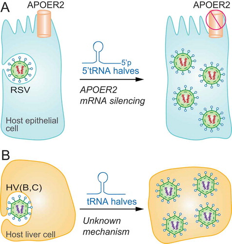 Figure 3. tRFs facilitate viral infections. A) 5ʹtRNA half biogenesis increases upon respiratory syncytial virus (RSV) infection to silence the expression of host genes (APOER2) and facilitate viral replication in epithelial cells. B) Hepatitis B and C virus (HV (B, C)) trigger tRNA half biogenesis which in turn facilitate viral replication via an unknown molecular mechanism in hepatocytes.
