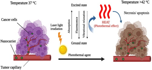 Figure 4. Illustration of photothermal cancer therapy (Created with BioRender).