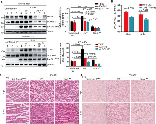 Figure 8. Trib3 knockdown significantly attenuated EV-A71 replication in mice. (a to d) 12-day C57BL/6 WT mice and Trib3−/+ mice were infected with 1 LD50 of EV-A71. Three mice enrolled in each group were dissected at 3 or 5 dpi. Muscle tissues proteins were detected by WB assay with indicated antibodies (a) and viral titer assays (b). Paraffin-embedded sections of muscle tissues were prepared from mice at 3 or 5 dpi and examined with H&E stain (c). The muscle tissue sections prepared from mice at 3 or 5 dpi were stained with EV-A71 VP1 antibody for IHC analyses (d). P < 0.05, two-way ANOVA with Holm-Sidak multiple comparisons test (a, b).