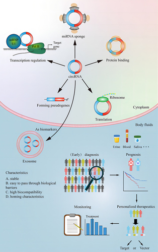 Figure 1 Function of circular RNA; potential application of circular RNA in the diagnosis and treatment of osteosarcoma.
