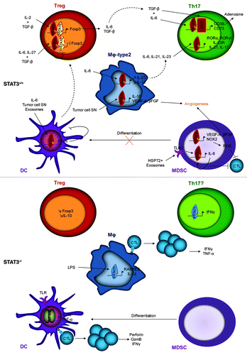 Figure 1. Effects of STAT3 presence (STAT3+/+) or absence (STAT3−/−) within immune cells. STAT3 activation leads to the activation of Treg and Th17 cells, the differentiation of M2 macrophages, the accumulation of MDSCs and the absence of functional DCs. STAT3 deletion or inhibition leads to the inhibition of Treg and Th17 cells, the differentiation of MDSCs into DCs, a good antigen presentation to CTLs by macrophages and DCs leading to an anti-tumor immune response.