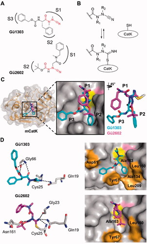 Figure 4. Binding mode of the cyanohydrazide inhibitors Gü1303 and Gü2602 in the active site of mature cathepsin K. (A) Chemical structure of the azadipeptide nitrile inhibitor Gü1303 and 3-cyano-3-aza-β-amino acid inhibitor Gü2602; the binding subsites (S) are marked, and the cyanohydrazide warheads are in red. (B) Reactive warheads form a covalent reversible bond with the thiol of the catalytic cysteine residue of the enzyme; R1 and R2 are substituents on the N atoms of the warheads. (C) The zoomed-in view of the mCatK active site shows a superposition of the inhibitors bound to the S1 to S3 subsites (corresponding inhibitor positions P1 to P3 are indicated). mCatK is displayed in surface representation (grey); highlighted are the catalytic residues Cys25 (yellow) and His162 (pink). Inhibitors are shown in stick representation with carbon atoms in cyan for Gü1303 and magenta for Gü2602; heteroatoms have standard colour coding (O, red; N, blue; S, yellow). (D) Interaction of the inhibitors with active site residues of mCatK. Left panels: the hydrogen bond network formed between inhibitors and mCatK residues (dashed black lines). Inhibitors are coloured as in (C), and interacting enzyme residues are in grey; the side chain of the covalently linked catalytic cysteine residue Cys25 is depicted. Right panels: the surface representation of the mCatK active site shows enzyme residues (highlighted in orange) forming nonpolar interactions with the inhibitors (in stick representation); both inhibitors are in the same orientation.