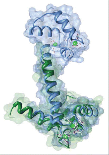 Figure 1. S100 (PDB ID: 1J55; rendered in dark green) shares a high degree of sequence and structural homology with Calmodulin (PDB ID: 3CLN; rendered in blue).