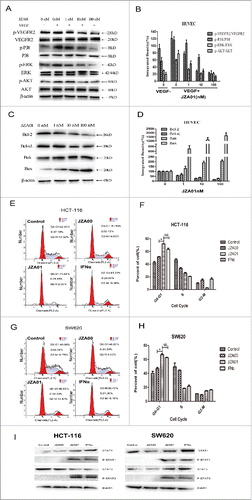 Figure 6. JZA01 downregulates VEGFR2, STAT, and apoptosis signaling pathways and causes cell cycle arrest of colorectal cancer cells. (A) Western blot analysis for p-VEGFR2/VEGFR2, p-P38/P38, p-ERK/ERK, and p-AKT/AKT in HUVECs treated with different concentrations of JZA01 for 48 h. (B) Gray scanning and data statistics of (A) based on the integrated density of β-actin. (C) Western blot analysis of Bcl−2 family proteins in HUVECs treated with different concentrations of JZA01 for 48 h. (D) Gray scanning and data statistics of (C) based on the integrated density of 0 nM. (E) and (F) Cell cycle analysis by flow cytometry of HCT-116 (E) and (F) or SW620 (G) and (H) cells that incubated with JZA00, JZA01, or IFNα for 48 h. Data were presented as the mean ± SD, n = 3, *p < 0.05, **p < 0.01, ***p < 0.001. (I) Western blot analysis of STAT activation in HCT-116 and SW620 following treatment with JZA01 (100 nM) for 30 min.