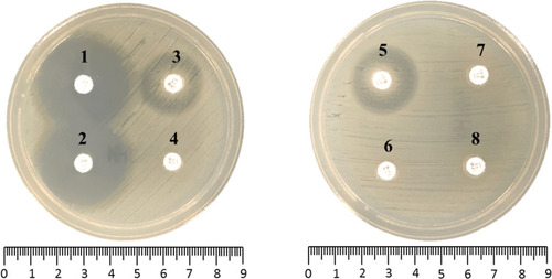 Figure 2 The representative photograph of sCIM results in Aeromonas. 1, blank control. 2, negative result, non-carbapenemase-producing Aeromonas. 3–4, positive results, CphA-producing Aeromonas. 5, indeterminate result, CphA-producing Aeromonas. 6–8, positive results, Aeromonas-producing KPC-2 (6), NDM-1 (7) or KPC-2+CphA (8).