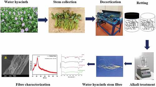 Figure 2. Schematic representation of the extraction and characterization of water hyacinth fiber.