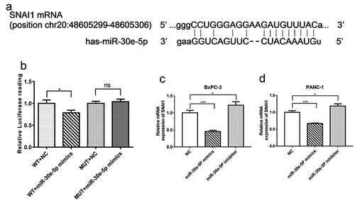Figure 6. SNAI1 was identified as a target gene of miR-30e-5p in PCa. (A) Bioinformatic analysis for predicting binding sites of miR-30e-5p in SNAI1 by Targetscan website. (B) Luciferase assay for luciferase reporters with wild-type or mutant SNAI1 3’ UTR relative to Renilla luciferase activity in 293T cells transiently transfected with the negative control and miR-30e-5p mimic. (C, D) The SNAI1 expression levels of BxPC-3 and PANC-1 cells in each group. ***p < 0.001; **p < 0.01; *p < 0.05. ns: no significance.