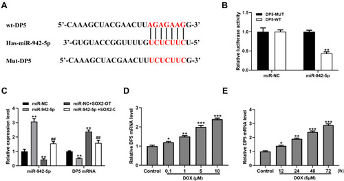 Figure 3 SOX2-OT upregulated the expression of DP5 by sponging miR-942-5p. (A) Putative binding sites for miR-942-5p and DP5 3ʹ-UTR. (B) Analysis of luciferase activity in HEK293 cells co-transfected with miR-942-5p mimic and DP5 3ʹ-UTR-WT or DP5 3ʹ-UTR-Mut vector. **p < 0.01 vs DP5-WT. (C) DP5 mRNA expression levels in primary cardiomyocytes co-transfected with miR-942-5p mimic and SOX2-OT. **p < 0.01 vs miR-NC; ##p < 0.01 vs miR-NC+SOX2-OT. (D) Cardiomyocytes were stimulated with different concentrations of DOX (0.1, 1, 5, 10 μM) for 24 h. The expression levels of DP5 were detected by RT-qPCR. (E) Cardiomyocytes were stimulated with 5 μM DOX for 12, 24, 48, and 72 h. *p < 0.05, **p < 0.01, ***p < 0.001 vs the control group.