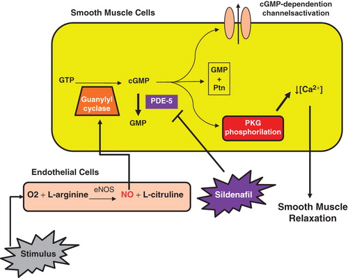 Figure 2. Action mechanism of sildenafil. eNOS – endothelial nitric oxide synthase; NO – nitric oxide; GTP – guanosine-5'-triphosphate; cGMP – cyclic guanosine monophosphate; GMP – guanosine monophosphate; PDE 5 – phosphodiesterase type 5; Ptn – protein; PKG – protein kinase G.