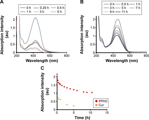 Figure 5 Stability of Cur and PPHC in PBS.Notes: Full wavelength scanning of (A) Cur and (B) PPHC in PBS in the dark. (C) Time-dependent absorption intensity change at maximal absorption wavelength of Cur and PPHC in PBS (Ccur =20 μg/mL, Cur was solubilized with 5% DMSO in Cur group).Abbreviations: Cur, curcumin; PPHC, curcumin-coordinated reactive oxygen species-responsive nanoparticle; PBS, phosphate-buffered saline; DMSO, dimethyl sulfoxide.