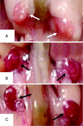 Figure 1.  The ovaries exposed to molybdenum (Mo) at 20 mg/L (B) and 40 mg/L (C) exhibited the obvious hyperemia (black arrows), compared to the control group (A) (white arrows).