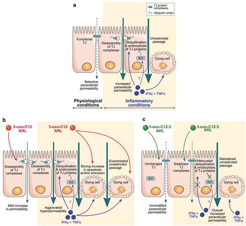 Figure 7. Proposed mechanisms explaining the distinct effects of 3-oxo-C12 and 3-oxo-C12:2 AHLs on the intestinal epithelial barrier under basal or inflammatory conditions. (a) In physiological conditions (left), tight junctions (TJ) seal the paracellular space between intestinal epithelial cells and control paracellular permeability in a selective manner. Under inflammatory conditions (right), recapitulated by IFNγ and TNFα exposure, interactions between TJ proteins are destabilized. Pro-inflammatory cytokines induce an increase in the interaction of the E3-ligase itch with TJ proteins, which undergo higher ubiquitination and are internalized. These events lead to increased paracellular permeability. How cytokines regulate itch interaction with TJ proteins remains to be determined (dashed arrow and question mark). In addition, cytokines induce a moderate rate of cell death, which participates in hyperpermeability through the TJ-independent unrestricted pathway. (b) Exposure to 3-oxo-C12 AHL alone (left) alters TJ integrity and induces a mild increase in permeability. Under inflammatory conditions (right), 3-oxo-C12 AHL does not further impair TJ but aggravates cytokine-induced cell death, hence drastically exacerbating the increase in permeability. (c) Presence of 3-oxo-C12:2 AHL alone (left) does not impair TJ structure and does not modify paracellular permeability. Under inflammatory conditions (right), 3-oxo-C12:2 AHL stabilizes TJ by tempering the dismantling of TJ protein complexes. In addition, while the permeability remains elevated through the unrestricted pathway, this AHL limits the interaction between TJ proteins and itch and attenuates the increased ubiquitination of TJ proteins, thus preventing their endocytosis