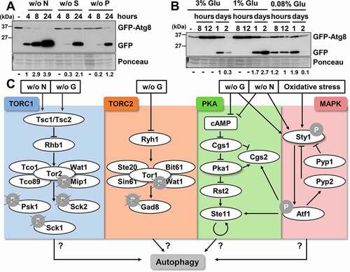 Figure 1. Autophagy is triggered not only by nitrogen starvation, but also by depletion of sulfur, phosphorus of carbon sources. (A) GFP-Atg8 cleavage is caused by nitrogen, sulfur or phosphorus starvation. MM cultures from the wild-type strain CC10, expressing GFP-Atg8 under the control of the constitutive sty1 promoter from an integrative plasmid, were collected at the logarithmic phase (-) and 4-8-24 h after switching cells to media without nitrogen (w/o N), sulfur (w/o S) or phosphorus (w/o P) sources. Native extracts were analyzed by western blot using anti-GFP antibody. Ponceau staining of the membrane after immuno-detection is shown as a loading control. Numbers below the panels represent the amount of cleaved GFP (quantified as indicated in Materials and Methods) relative to cleaved GFP after 4 h without nitrogen (with an assigned value of 1). (B) GFP-Atg8 cleavage is also induced by glucose exhaustion. The wild-type strain CC10 was grown in standard YE5S (3% glucose) and modified YE5S (1% glucose). Cells were collected at the logarithmic phase and at the indicated times after reaching an OD600 of 0.5. For glucose-starvation in YE5S 0.08% of glucose, cells were switched at the logarithmic phase from standard YE5S (3%) to YE5S 0.08%. Samples were treated and analyzed as in (A). Numbers below the panels represent the amount of cleaved GFP relative to the amount after 1 day in standard YE5S (3%) (with an assigned value of 1). (C) Scheme of the different cellular pathways studied in this work, related to sensing and responding to nitrogen and glucose deprivation in fission yeast. See text for details.